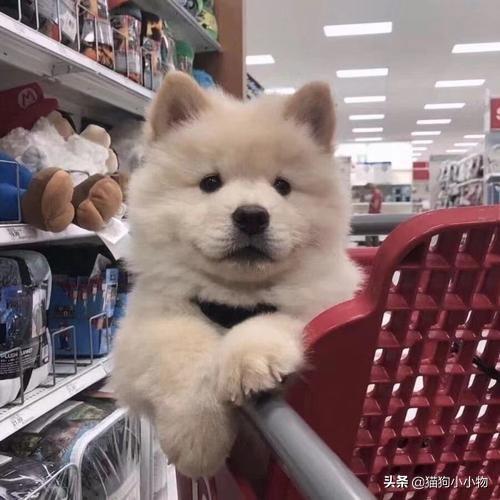 狗狗教什么意思，狗狗教是什么意思（圣火“喵喵教”PK光明“狗狗教”）