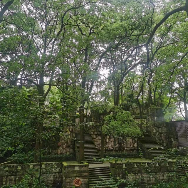 歌乐山森林公园，重庆主城700米高山-歌乐山森林公园乘凉