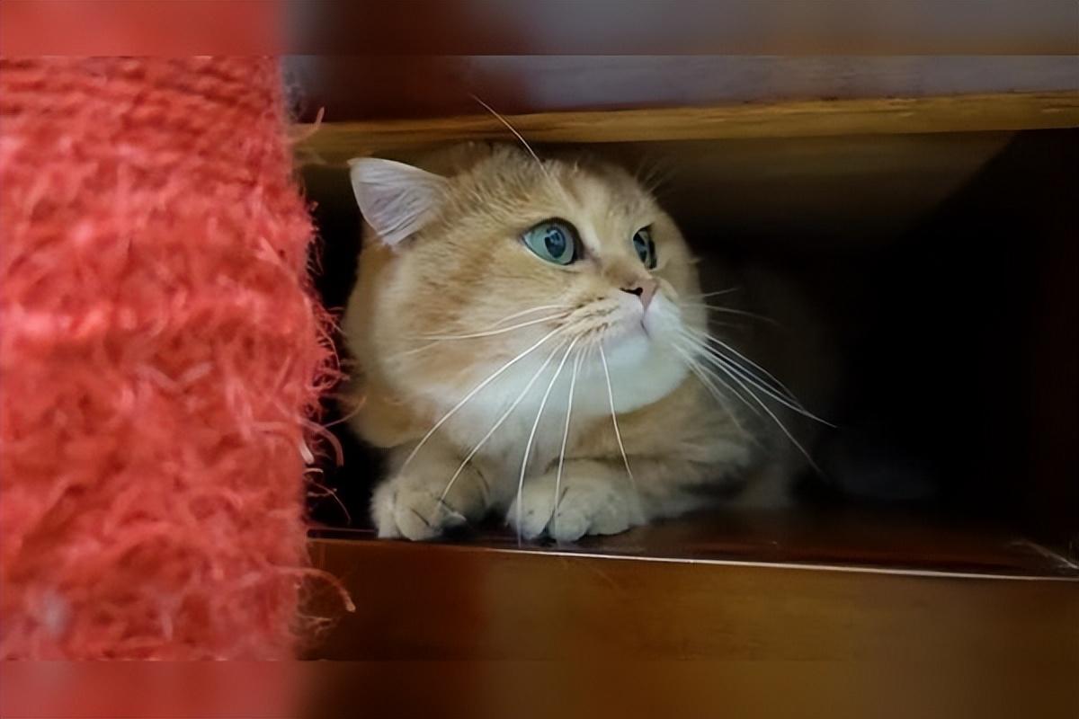 猫咪摇头表情包(猫咪的这几个信号) - 赤虎壹号