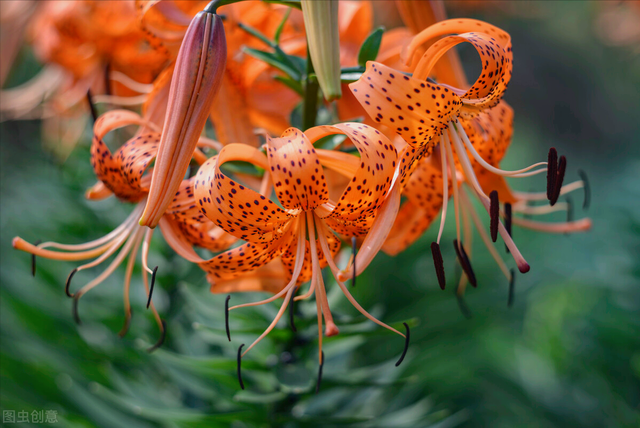 什么是石竹梅花，一花一欢喜