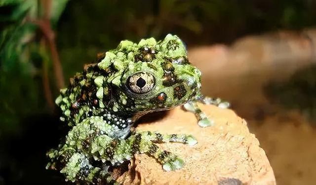 幸好这30种动物灭绝了，要不人类真的难以生存（“一亿五千万岁”长江白鲟正式灭绝）