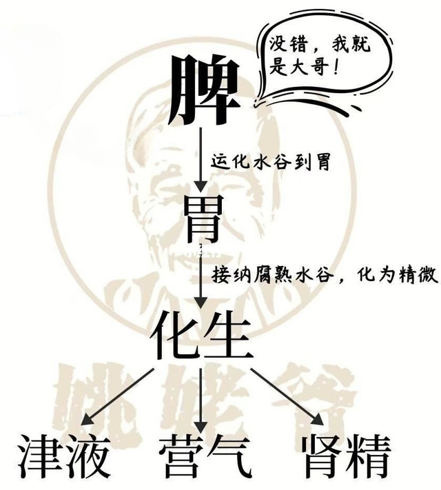 脾胃不和吃什么药，脾胃虚弱吃什么药最好（用于脾虚的十九种中成药）