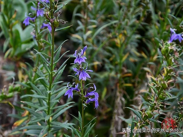 红色加蓝色是什么颜色，红色和蓝色搭配是什么颜色（中国传统色彩：山梗紫）
