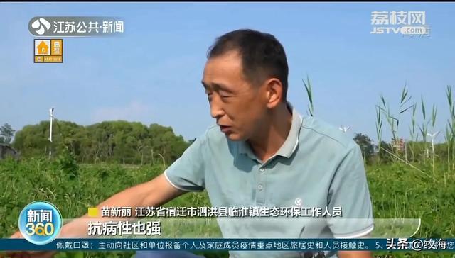 大豆和黄豆一样吗，大豆和黄豆是一个东西吗（泗洪发现的野生大豆）