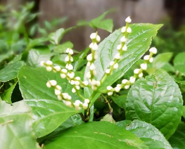 花，花好月圆人长久（72种鲜花欣赏图片）