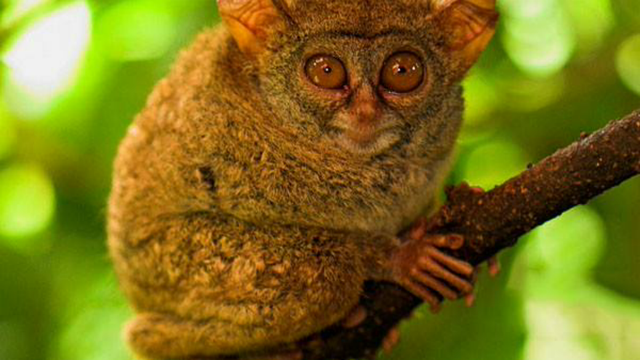 眼镜猴(眼镜猴图片,超迷你古灵精怪眼镜猴(猴戴眼镜图片)