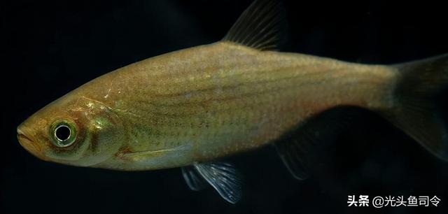 长江名贵鱼前十名，10大凶猛淡水鱼（我国保护的鱼类有87种）