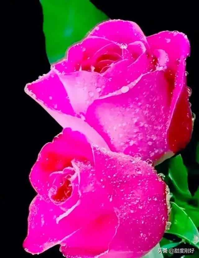 四字词语鲜艳夺目如何怎么样造句子，形容色彩鲜艳绚丽的四字词语（美丽动人的花花）