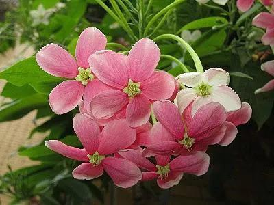 看望病人买什么鲜花，适合送病人的鲜花有哪几种（哪些花代表健康、平安、幸福）