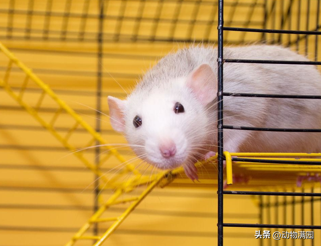 宠物鼠有几种，宠物鼠有哪几种（物种百科：花枝鼠）