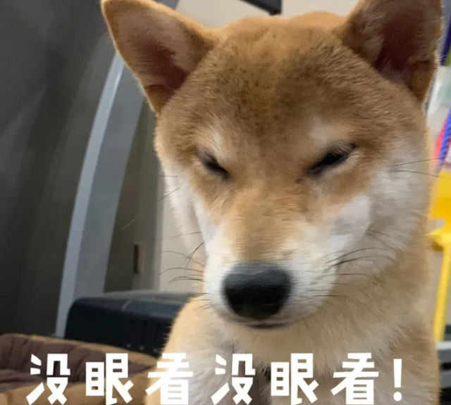 柴犬掉毛严重吗，柴犬严重掉毛是为什么（为什么主人直呼“后悔”）