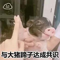 大猪蹄子是什么意思(女人说男人都是大猪蹄子是什么意思)