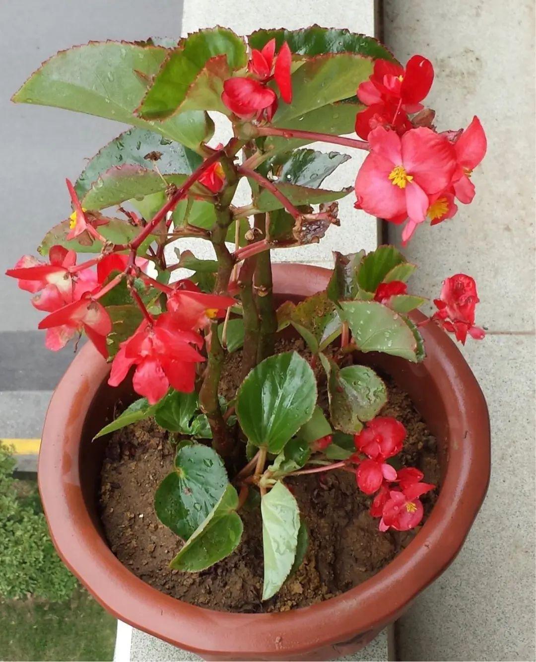 四季海棠生长过程(四季海棠的生长特点)-柯彬网