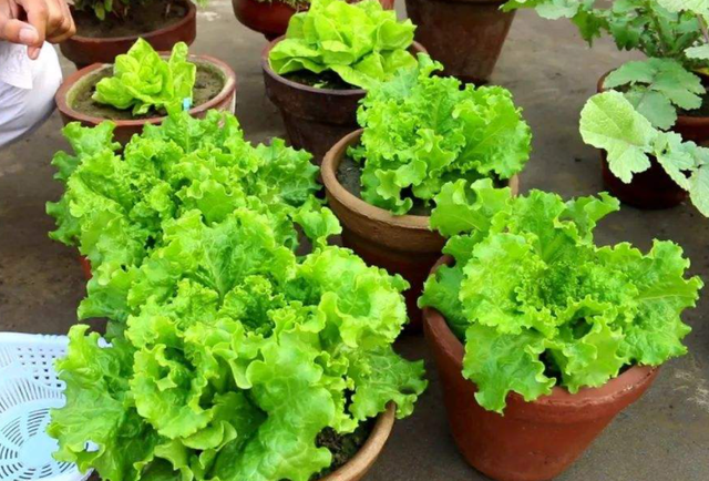 空心菜叶子能吃吗，空心菜的叶子不能吃（5种“青菜根”）