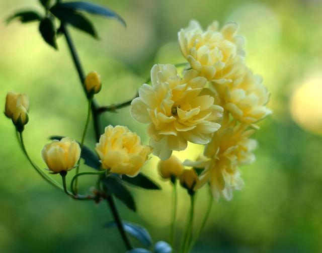 木香花为什么叫鬼招手，木香花为什么不能种（黄木香花，鬼招手）