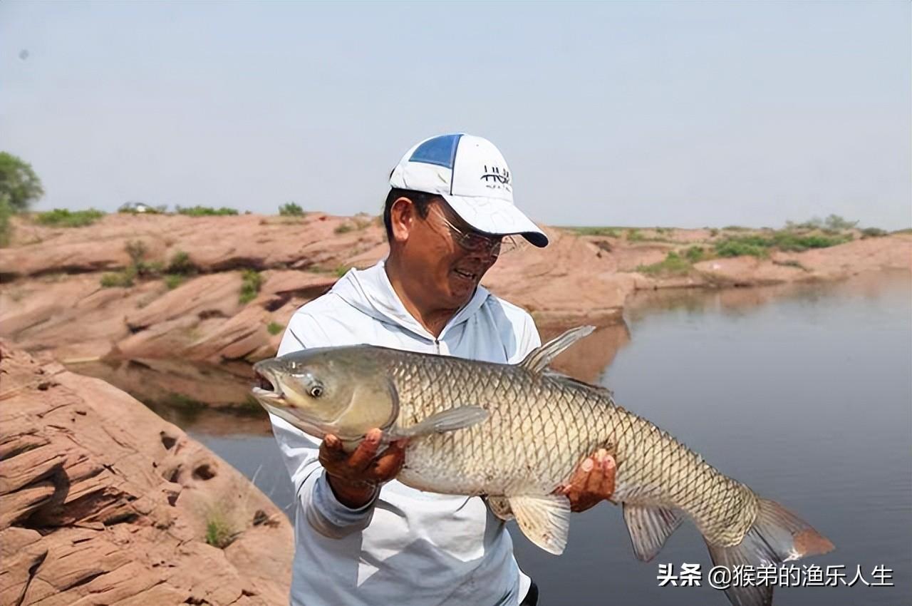 野钓草鱼别只用草！这些饵料更爆护，颠覆你对草鱼食性的认知