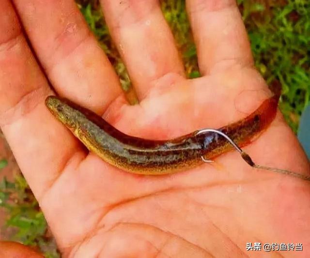 捉鱼经验谈：捉泥鳅的几种方法和技巧，捉鱼经验谈（泥鳅钓鱼为什么人人喊打）