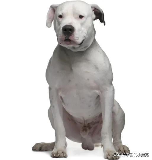 什么狗最凶猛排名第一，什么狗最凶猛（藏獒竟然不是第一名）