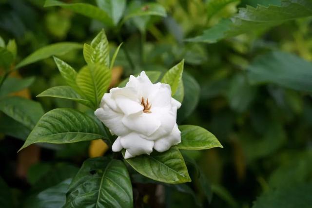栀子花图片,栀子:如月素净,如风清凉(栀子花图片大全唯美)