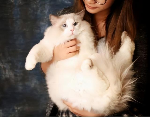 布偶猫和蓝猫各自有什么特点，蓝猫好还是布偶猫好（“英短”和“布偶”哪个好）