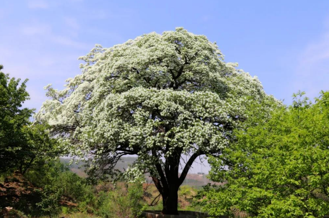 流苏是什么意思，什么的流苏（香飘十里村：千年流苏花开）