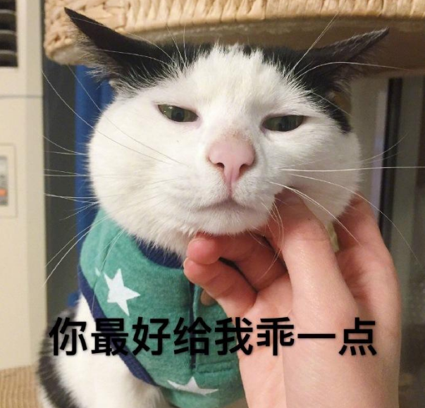 猫的记忆有多久，小猫几个月有记忆（20个养猫冷知识）