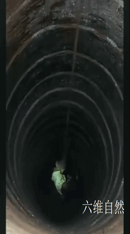 孔雀会飞吗，孔雀会飞吗是鸟类的吗（​印度一只孔雀跌下18米的深井）