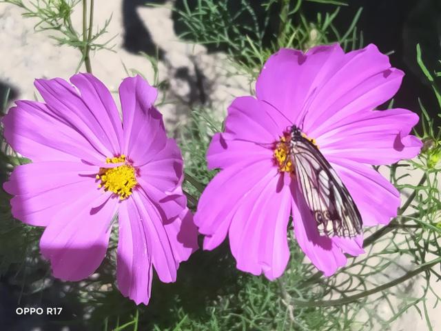 美好的一天.，美好的一天怎么发朋友圈（美好的一天图片）