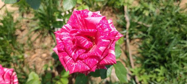 免打扰模式怎么设置，手机免打扰模式在哪里设置（手机免打扰模式开启）