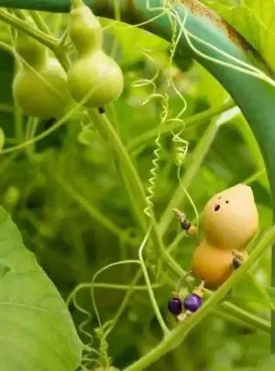 又是一组绿色图片，绿色绿色的图片（分享图片—绿色葫芦壁纸）