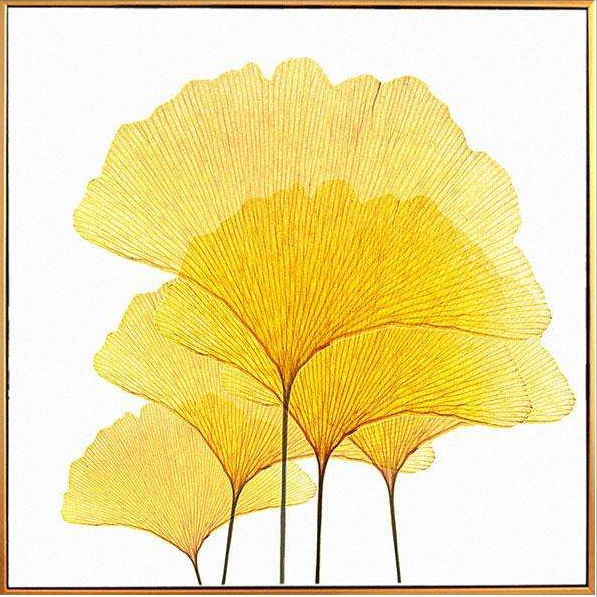 植物名片银杏(影响世界的中国植物银杏)-柯彬网