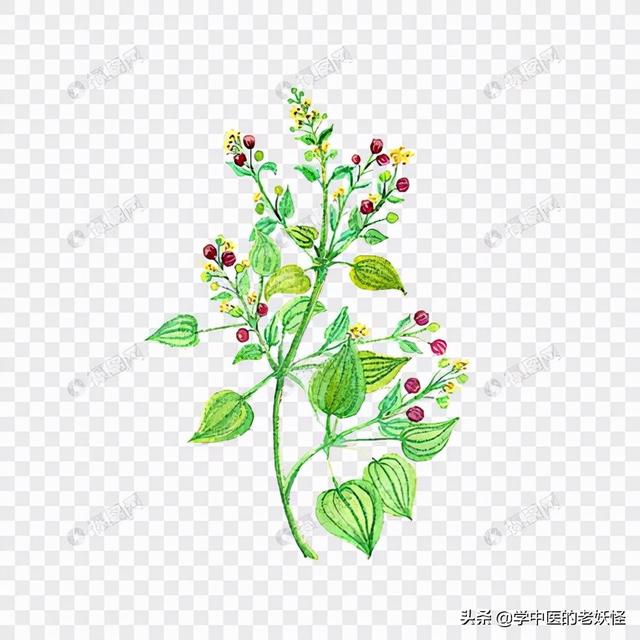 红茜草的功效与作用，妇科调经要药——茜草