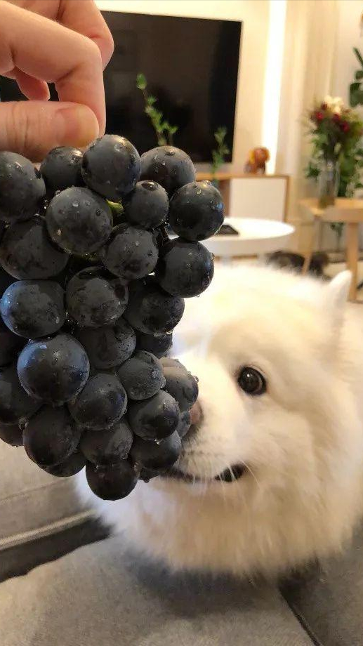 狗能不能吃甜的食物，这些食物对狗狗来说很难“抵挡”