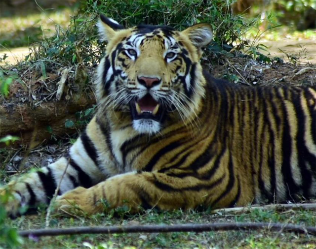 世界上最小的老虎 黑蓝虎灭绝了吗，10里内狼群不敢靠近