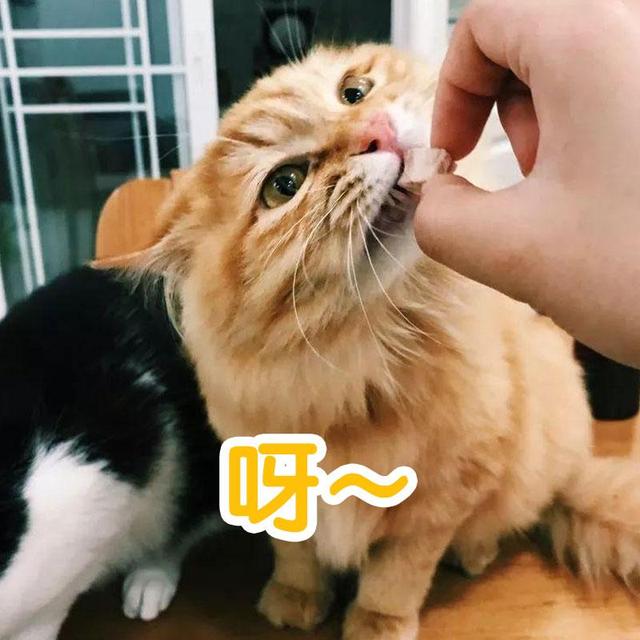 猫名怎么取比较旺主人，猫名怎么取比较旺主人叠字（冷知识：猫起名的“禁忌”）