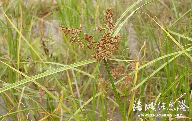 七星草的功效与作用，七星草的功效与作用（七星草都能治什么病）