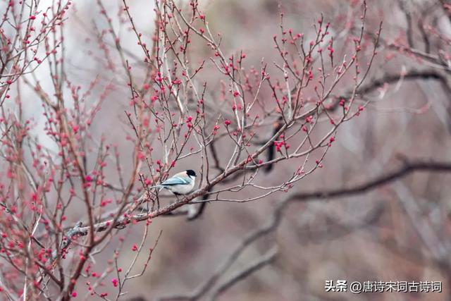 正月里来是新年，正月里来是新年啊大年初一头一天是什么歌（正月里来是新春）
