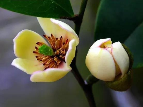 含笑花什么时候开花，分享图片——深山里（含笑花何时开花）