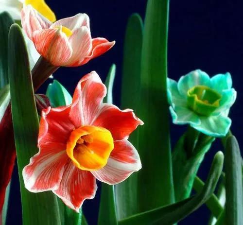 世界稀有名花图片(有认识的吗?附赠美图欣赏) - 彝家农业网