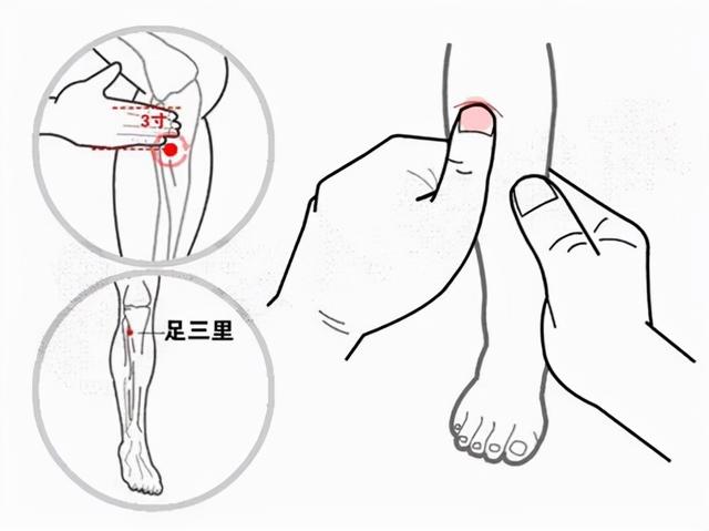 足三里的准确位置图作用功效，足三里的准确位置图片与作用（长寿穴位足三里）