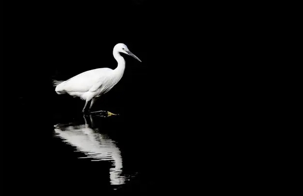 白色衣服染黑色了怎么洗才能变白（极简“黑+白”的配色妙用）