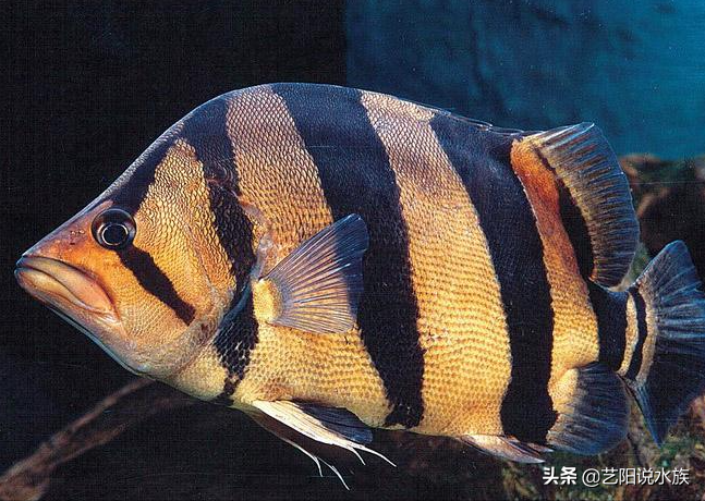 属虎养几条鱼最招财,为什么这么多人喜欢养泰虎呢-生肖-荣耀易学