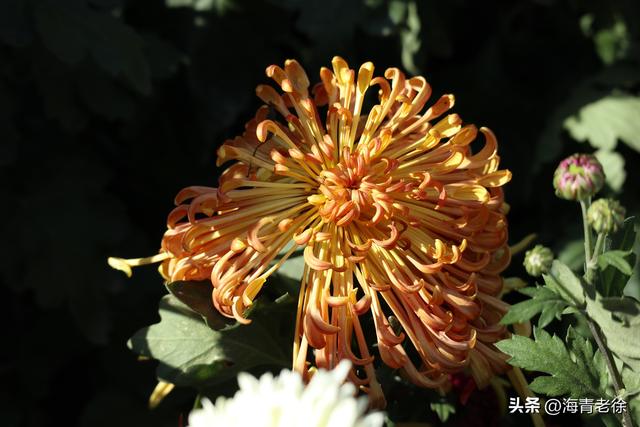 花中隐士是什么花，花中隐士是指什么花（凌霜绽妍——菊花）