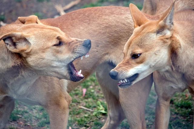 细狗(细狗是什么梗,中华田园犬真是土狗吗(细狗学名叫啥)