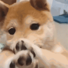 【沙雕狗狗头像】微信，【沙雕狗狗头像】（狗狗沙雕动图表情包 ​​​）