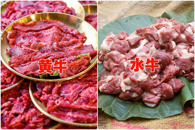 肥牛是羊肉还是牛肉，要分清“黄牛”和“水牛”