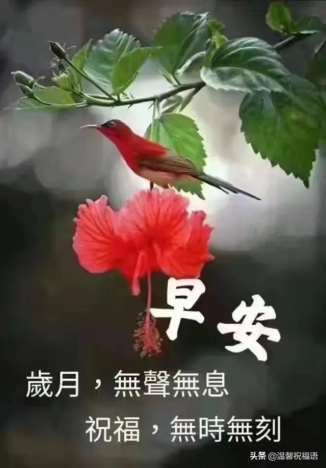 早安问候语大全，贴心的早安问候语大全（创意唯美亲人朋友早上好祝福语图片大全免打字）