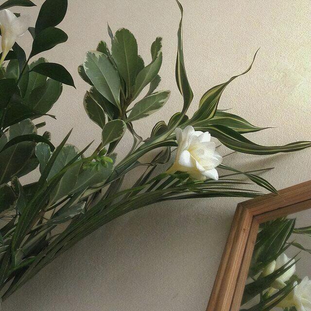 关于夏天的图片，属于夏天 的美丽   ／高清背景图（绿色系背景图，好适合夏天）