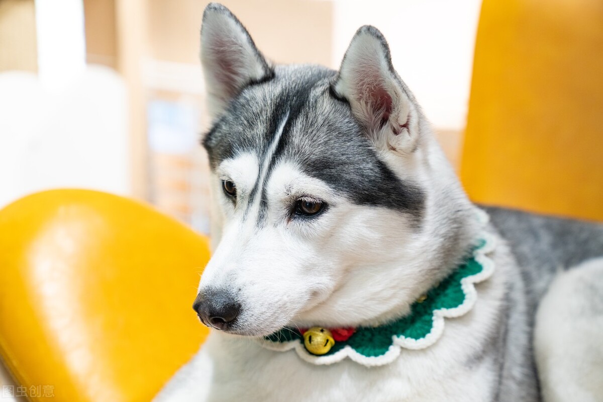 狂犬病一旦发作真的是无药可救吗？有没有治愈的少数例子？