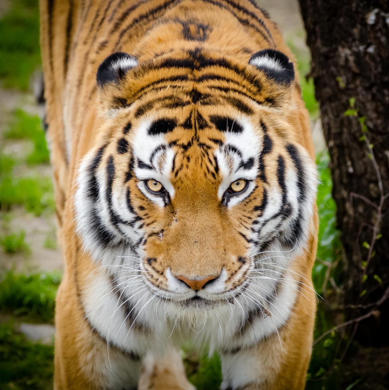 虎视眈眈打一正确动物生肖,说文解字十二生肖"虎"-算卦-荣耀易学